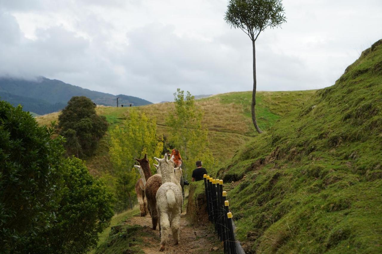 Luxury Stay, Alpaca Farm Paraparaumu Eksteriør billede